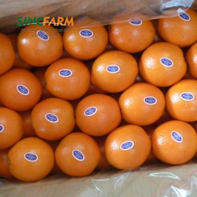 China Fresh sweet fresh orange wholesale price for sale