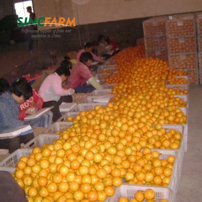 China Fresh sale fresh navel oranges for sale for sale