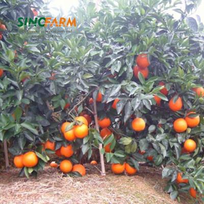 China Fresh citrus baby tangerine with wholesale price for sale