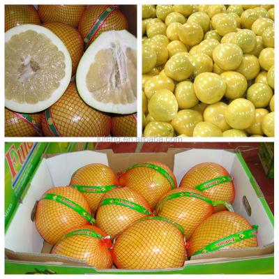 China fresh chinese fresh honey grapefruit sweet grapefruit for sale