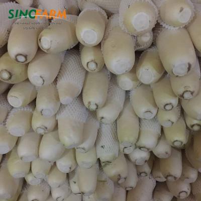 China Fresh new crop organic food fresh white radish ready for export for sale