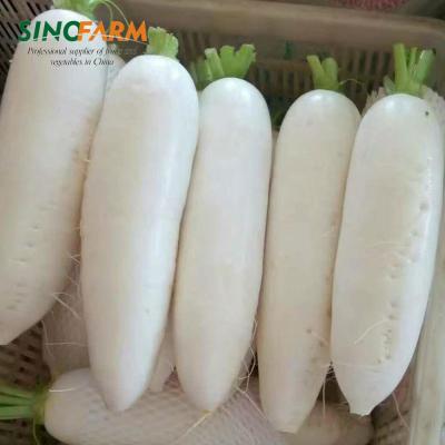 China Chinese Kosher Pickled White Radish 1kg Fresh Bag Packing for sale