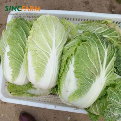 China Organic food fresh vegetable chinese cabbage long for sale