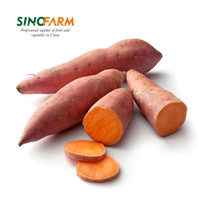 China Fresh frozen sweet potato seeds for sale