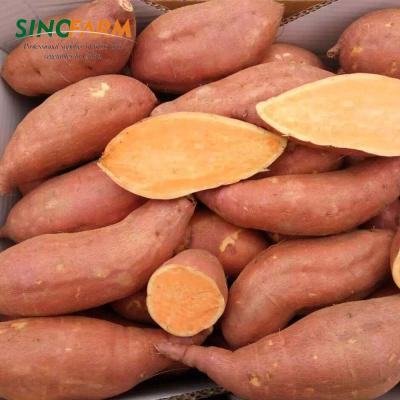 China Fresh Egyptian sweet potato flour for sale