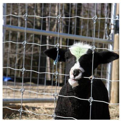 China Easily Assembled High Quality Galvanized Fixed Knot Wire Mesh Farm Fence For Deer Cattle Horse for sale