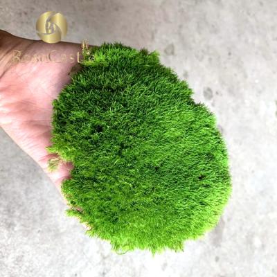 China Natural Touch Best High Quality Yunnan Roll Leucobryum glaucum Pole Preserved Moss for sale