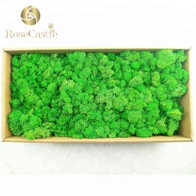 China Natural Touch Yunnan Durable Good Quality Real Colored 500g Preserved Moss for sale