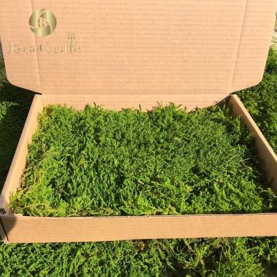 China Wholesale High Quality Best Natural Touch Hypnum Plumaeforme Leaf Preserved Moss for sale