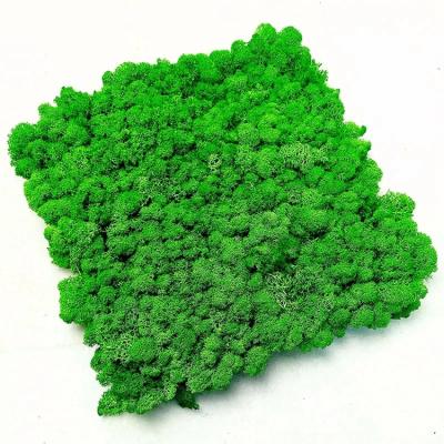 China Wholesale 200g China Best Natural Contact Stabilized Preserved Lichen Reindeer Moss for sale