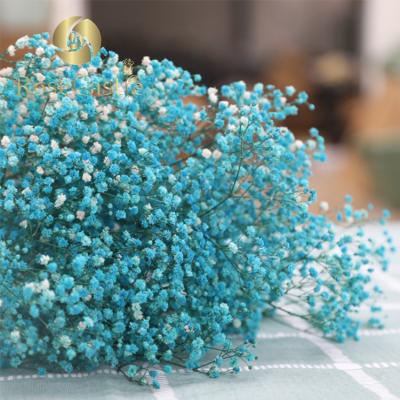 China Natural Touch Preserved Flowers Touch Dry Gypsophila Paniculata True for sale