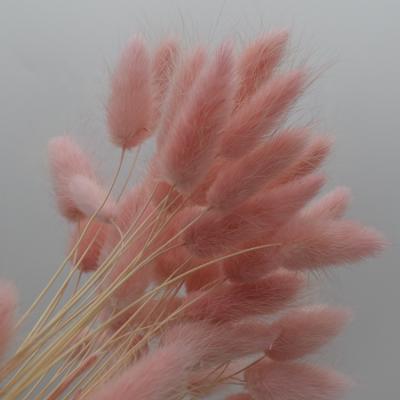 China New natural touch tide wedding decoration flowers preserved flower lagurus ovatus for sale