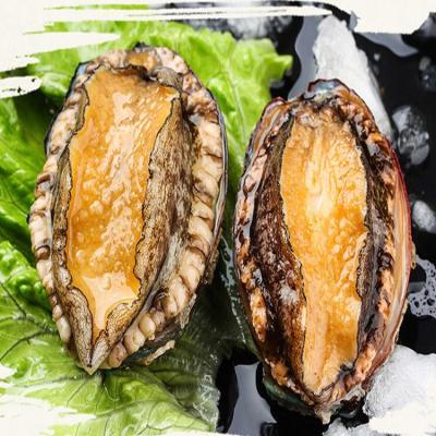 China Best Fresh Canned Abalone Shellfish Canned Seafood Canned Abalone With Good Taste for sale