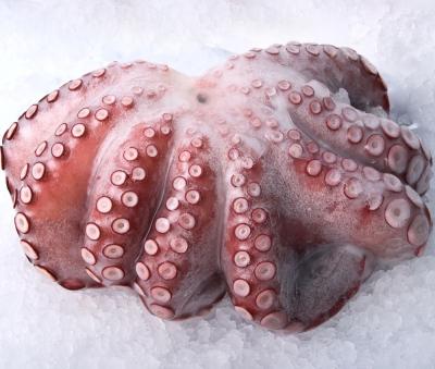 China Cooked Frozen Octopus Baby Octopus Low Price for sale