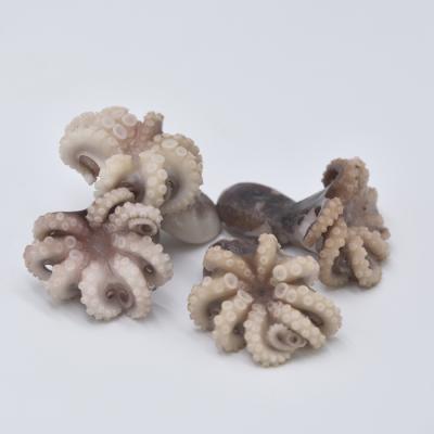 China China Factory Price IQF Raw Octopus for sale