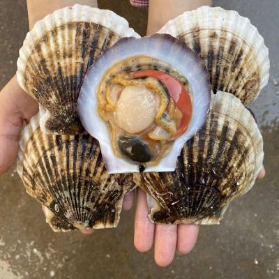 China FROZEN Delicious Seafood Frozen Seafood Scallop with Half Shell for sale