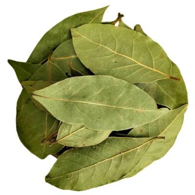 China OEM Wholesale High Quality Cinnamon Leaf Spice Dry Chinese Bay Leaf for sale