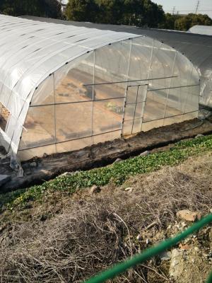 China PE Multi Span Plastic Film Agricultural Greenhouses / Vegetable And Fruit Greenhouses for sale