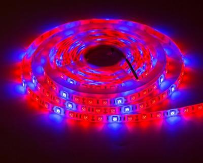 China Waterproof FLOWER Lm301b Full Spectrum Diy Led Plant Grow Light Strip for sale