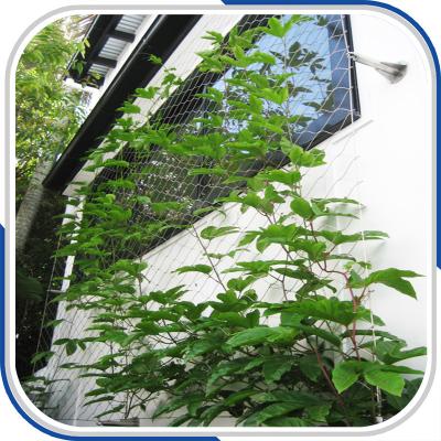 China architectural 316L stainless steel rope mesh plant trellis for sale