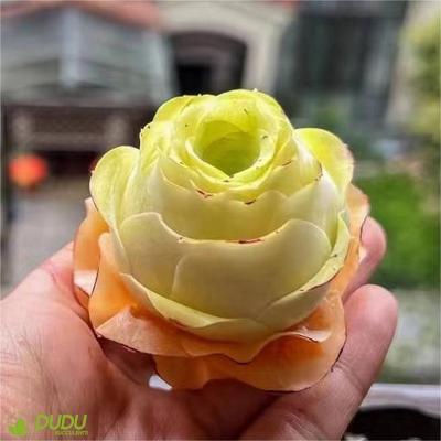 China Wholesale Home Artificial Aeonium Greenovia Arora Clay Succulent Luxury Plastic Succulent Desktop Decoration Succulents Decotation for sale