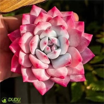 China Clay Succulent Luxury Plastic Succulent Echeveria Home Wholesale Artificial Rose Home Decoration Succulents Decotation Blue Bird for sale