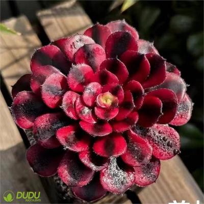 China Wholesale Home Artificial Jellyfish Aeonium Clay Succulent Luxury Plastic Succulent Desktop Decoration Decotation Succulents for sale