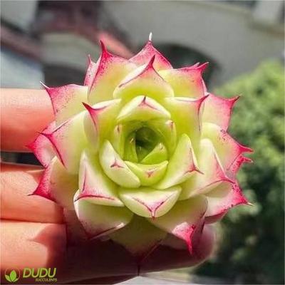 China Wholesale Home Artificial Straw Sideline Clay Succulent Luxury Plastic Succulent Echeveria Desktop Decoration Decotation Succulents for sale