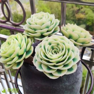 China Wholesale Home Decoration Artificial Clay Succulent Luxury Plastic Succulent Echeveria Lenore Dean Variegate Decotation Succulents Desktop for sale