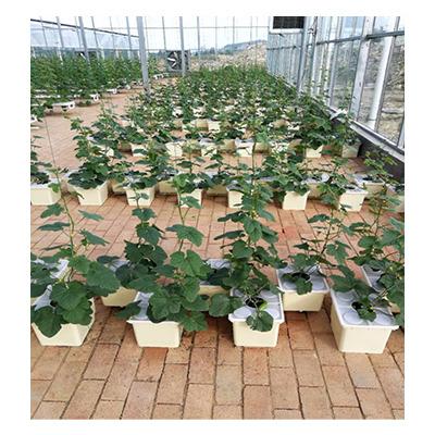 China Greenhouse Medicinal Agricultural Hydroponics Grade Plant Dutch Herb Bucket System For Tomato Pepper And Cucumber Growing for sale