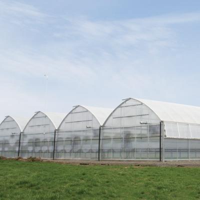 China Polycarbonate Plastic Sheet Multi-Span Greenhouse Light Deprivation Greenhouse for sale