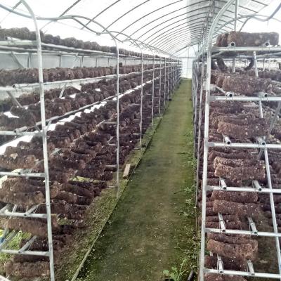 China Stable Structure Easily Assembled Commercial Greenhouse Control System With Climate Control System For Mushroom Cultivation for sale