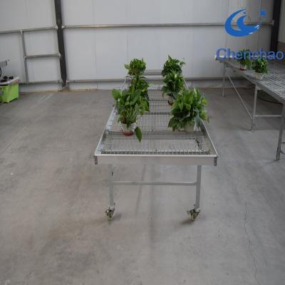 China Agriculture planting sown galvanized wire mesh benching system greenhouse for sale for sale