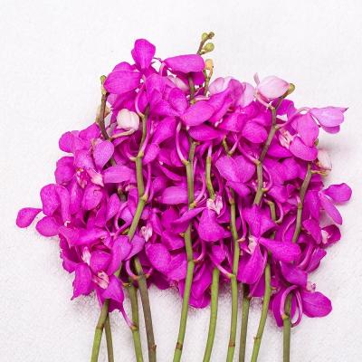 China Natural Fresh Cut Flower Exporter Kunming Touch Kunming Cut Cattleya Flower Wedding/Mothers Day Gifts Decoration Color Plants for sale