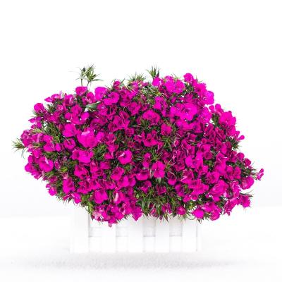 China Kunming Touch Natural Fresh Cut Flower Exporter Colorful Fresh Cut Plum Blossom Flowers Wedding/Color Plants Gifts Decoration for sale