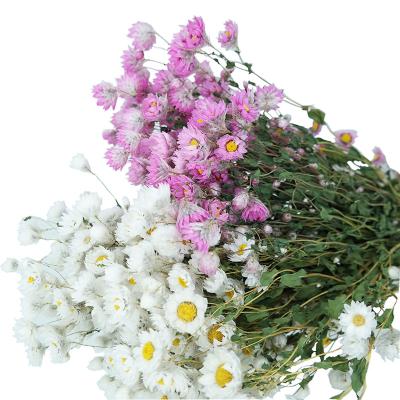 China Beautiful Colorful Wholesale Dried Rubia Flowers for sale