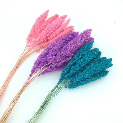 China Wholesale Beautiful Colorful Preserved Bear Tail Foxtail For Home Decoration for sale