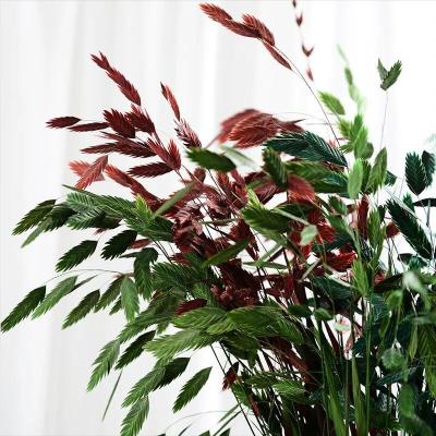 China Wholesale Beautiful Colorful Preserved Chasmanthium Latifolium Dry Flower/Oat Eternal Flower Arrangement For Weeding/Home Decoration for sale