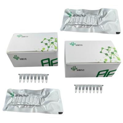 Cina Kit PCR di amplificazione isotermica rapida e accurata Reagente NFO del DNA secco congelato in vendita