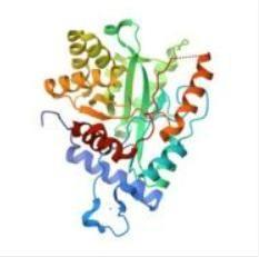 China DNA Polymerase 2.0 for sale