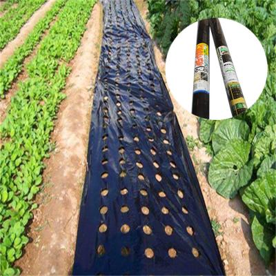 China Weed prevention growing new design temperature control pe anti weed agriculture mulch perforated film with holes for sale