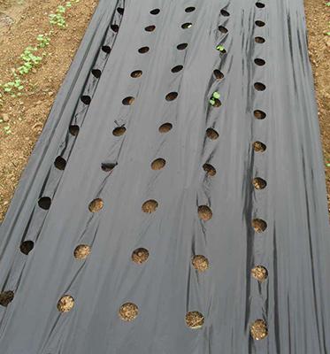 China Prevent Weed Mulch Film Silver Plastic Silver Black Agriculture Mulch Film for sale