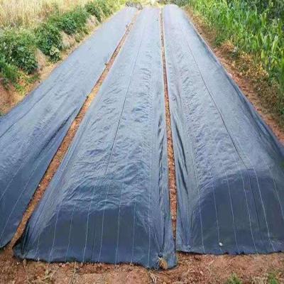 China High denstity weaving black plastic ground cover weed control fabric barrier for sale