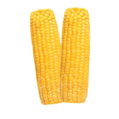 China Fresh Super Squishy Corn Supplier With High Quality for sale