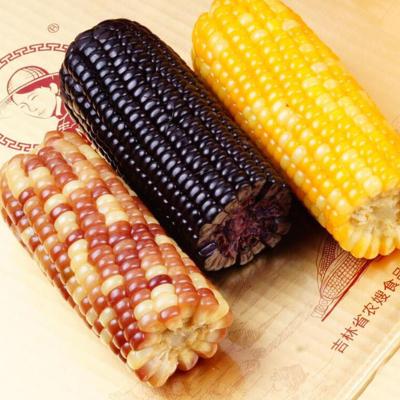 China Fresh Yellow Waxy Cob Double Healthy Vegetable Sticky Corn Vacuum Packed Corn For Soup for sale