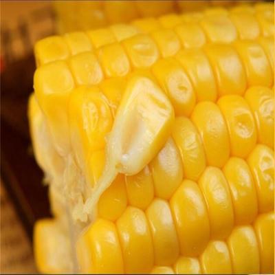 China Single Corn Cob Corn On The Cob Fresh Yellow Fruit Corn for sale