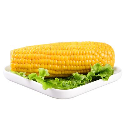 China Vacuum Packed Single Fresh Fruit Corn Cob For Snack for sale