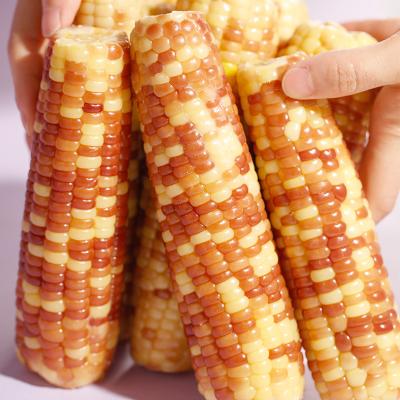 China Factory fresh direct hot sale healthy vegetable mottled waxy corn cob for breakfast for sale