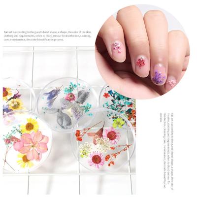 China 3d Nail Art DIY Decoration New High Quality Design Colorful Natural Dried Flower Nail Art DIY Decoration Mixed Packing Nail Dried Flowers Pressed Flowers for sale