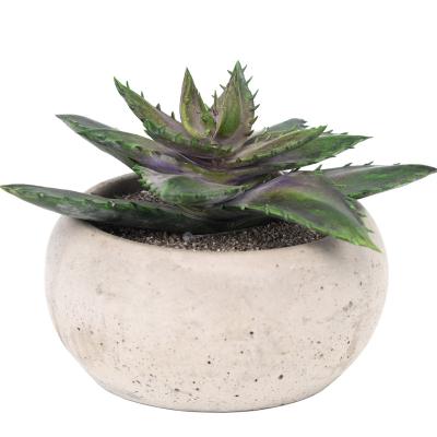 China Wholesale Artificial Plants Bonsai Succulent Gift Kit Customized Decoration Fake HuiCai Indoor Outdoor Natural Cement Base for sale